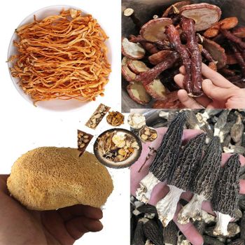 Trends New Products All Categories Cordyceps militaris Reishi Ganoderma lucidum Hericium erinaceus Morels mushroom - Tianjin Liesi International Trading Co., Ltd. - China