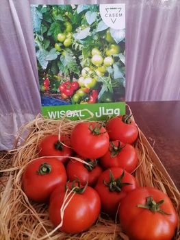 Fresh F1 Semi-Determinate Tomatoes - mourad - Morocco