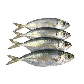 BIG EYE SCAD HOT SEASON NOW IN VIETNAM Content Fish Style Frozen Weight 10kg/ctn Ingredients Fish Variety Bigeye Scad Storage Type - TANIS IMPORT & EXPORT COMPANY LIMITED - Vietnam