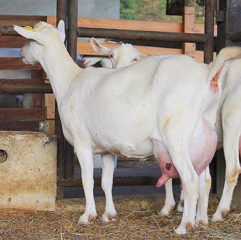 Farm Fresh Live Saanen Goats Pure Dairy Breed With Outstanding Milk Production Healthy Stock At Competitive Price - CPW TRADE LTD - United Kingdom