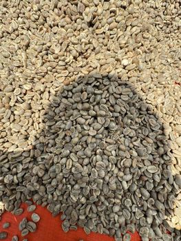 Premium Arabica Green Coffee Beans – product photo, Organic Arabica Green Coffee Beans products found from trusted suppliers, wholesalers, manufacturers & exporters Listing
