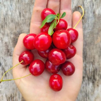 Wholesale Fresh Sour Cherry Fruit Grade A Pricing Best Price Shelf Life 2 YEARS Quality High Quality Delivery Fast Delivery -  DAEWKAEW PANTAMANG Co., Ltd - Thailand