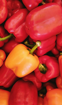 Coloured Bell Peppers from Seedup Coloured Bell Peppers - Seedup - Egypt