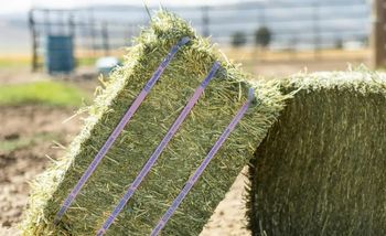 Buy High-Quality Alfalfa and Timothy Hay - Affordable Prices and Fast Shipping for Bulk Animal Feed Needs