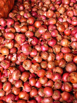 fresh red onion - Dalvi Mercantile - India