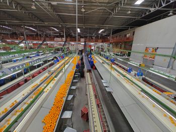 Fresh orange 5% broken - Sequoia trading - Egypt