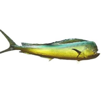 Mahi Mahi -  Island Seafood Exports  - India