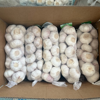 GARLIC from Shandong Sinofarm Food Co., Ltd GARLIC - Shandong Sinofarm Food Co., Ltd - China