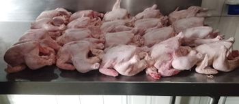 Chicken Paws and feet - Canvita - Canada