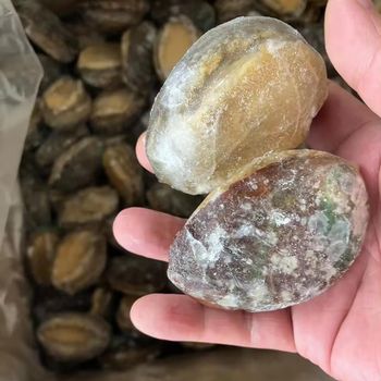 Competitive Frozen Abalone shell-on IQF boiled abalone meat Chinese exporter importer frozen seafood mussel meat without shell - Quanzhou Huangda Fishery Co., Ltd. - China