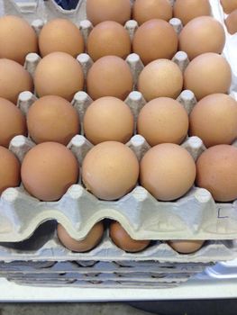 Healthy Isa Brown Hatching Eggs For Incubation And Development Of Productive Layer Chicks from CPW TRADE LTD Healthy Isa Brown Hatching Eggs For Incubation And Development Of Productive Layer Chicks - CPW TRADE LTD - United Kingdom