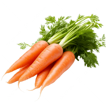 Fresh Carrots Farm Fresh Premium Quality Carrot Supplier Wholesale Bulk Fresh Vegetables - senesie mfg llc - United States