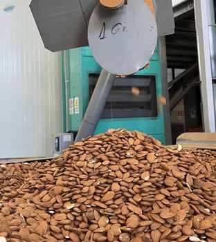 Almonds Nuts from BS International Almonds Nuts - BS International - India