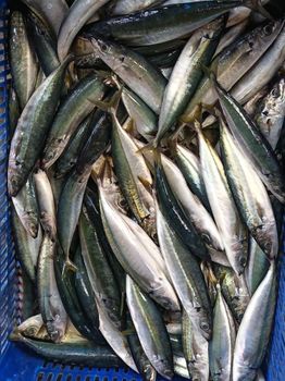 Frozen Sardine from CV. FIGE SUKSES BERSAMA Frozen Sardine - CV. FIGE SUKSES BERSAMA - Indonesia