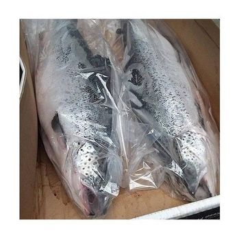 Frozen Salmon fish FOR SALE from CALIPSO POLSKA SP Z OO Frozen Salmon fish FOR SALE - CALIPSO POLSKA SP Z OO - Poland