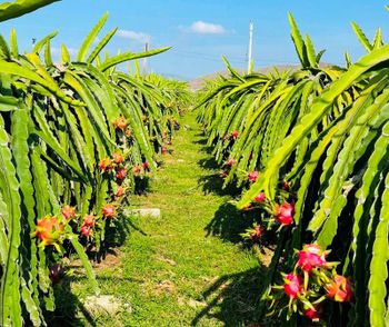 Premium Export Quality Dragon Fruit Origin Vietnam Product Type Fresh, Fruits & Vegetables, Sweets, Vegetarian & Vegan Products - MAI KA CO., LTD - Vietnam