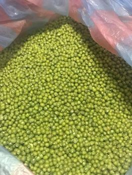 High Quality Newest Grade One Green Mung Vigna Beans Dried 3.2-3.5mm Size 25kg Bulk Packaging 24 Months Shelf Life Cold Storage - AL JABLI TRADING COMPANY LIMITED - Tanzania