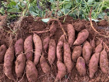 FRESH PURPLE SWEET POTATO - Nam Tinh Co.,ltd - Vietnam