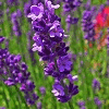 Product - SENTEURS ALPES PROVENCE SARL - France