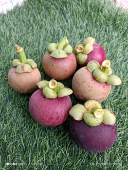 Mangosteen Specification Fresh Packaging Box and Basket Place of Origin - PT. Adhya Dwi Jaya - Indonesia