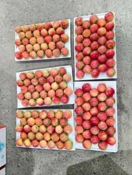 Gala apple - AM OVERSEAS - India