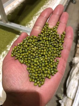 Premium Grade Green Mung Beans Organic Green Mung Beans in Bulk from DAEWKAEW PANTAMANG Co., Ltd Premium Grade Green Mung Beans Organic Green Mung Beans in Bulk - DAEWKAEW PANTAMANG Co., Ltd - Thailand