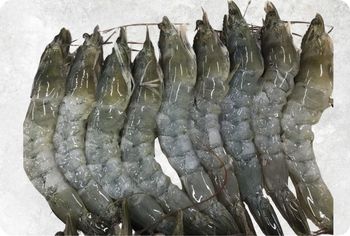 Fresh Frozen Whole Vannamei Shrimp Export Quality Frozen Seafood With Excellent Texture Rich Flavor And Premium Freshnes - CPW TRADE LTD - United Kingdom