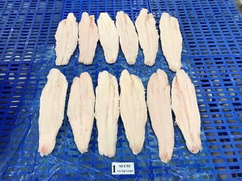 Frozen Pangasius Fillet, welltrimmed, no chemicals, Net 80% Size 170G + Form Fillets Origin Vietnam Port Kaohsiung, Taiwan - FATIFISH COMPANY LIMITED - Vietnam
