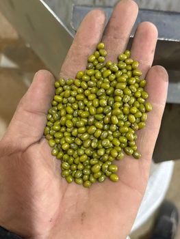 green mung beans Type dried Form Fresh Color Green Packaging bag Product Type Legumes Specific Variety Mung Manufacturer uzbekistan - Freeze Dried Fruit LTD - Uzbekistan