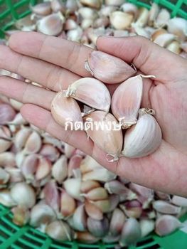 Product - NM Vegetables and fruits export - Thailand