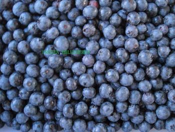 IQF blueberry blackberry raspberry - LINYI ORGANIC FOODSTUFFS CO.,LTD - China