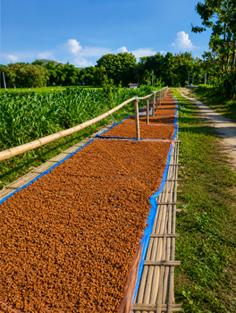 Dried turmuric Slices Grade A Hs Code 0910.30 Drying Process Sun Max. Moisture (%) 11% Foreign Matter Minimal Curcumin Content 3-5 %% - PT Nava Kartika Global - Indonesia