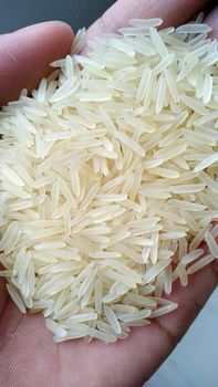 1121 STELLA BASMATI RICE from MASCOT EXIM 1121 STELLA BASMATI RICE - MASCOT EXIM - India