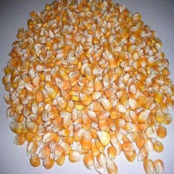 Dried Yellow Corn for Animal Feed and Human Consumption High Quality Sun Dried Maize Bulk Supply Export Grade - Banyen Inter Corp - Thailand
