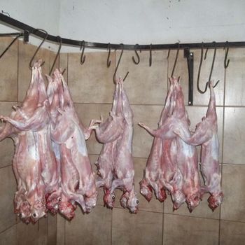 Frozen Rabbit Meat Customization Inquiry Grade AA, Aa Origin Austria Texture Tender Purity 100% Rabbit Meat Place of Origin Thailand -  DAEWKAEW PANTAMANG Co., Ltd - Thailand