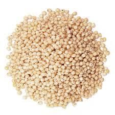 White Sorghum Grain Wholesale from AgronoMarket White Sorghum Grain Wholesale - AgronoMarket - United States