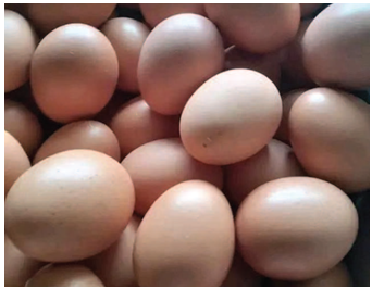 High Quality Fresh Brown BKT AS-504 I-3 ALL TERRAIN Table Chicken Egg TRACTION - MARIOX TRADING - Malaysia