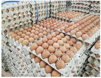 Chicken Broiler Hatching/Table Eggs|Cobb 500 ross 308 - MARIOX TRADING - Malaysia