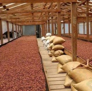 Premium Cocoa Beans & Natural Cocoa Shells from Kenya – Export Quality - GLOBAL AGRICOL LTD - Kenya