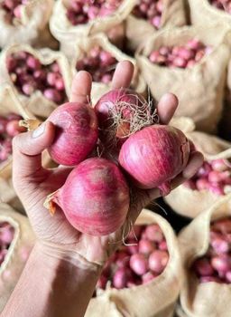 Premium Fresh Onion – Export Quality Fresh Onions from India - Shripad Overseas - India