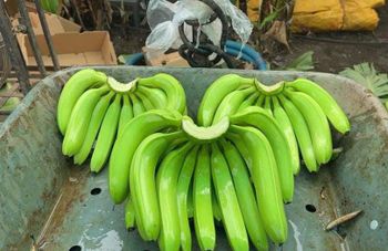 Premium Fresh Banana – Export Quality Fresh Banana from India from Shripad Overseas Premium Fresh Banana – Export Quality Fresh Banana from India - Shripad Overseas - India