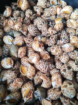 Frozen sea snails - Karunia Laut - Indonesia