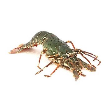 Frozen Lobster Tail Meat Selection Delivering Rich Seafood Flavor Smooth Texture And 100% Premium Quality from TOSOH INTERNATIONAL Frozen Lobster Tail Meat Selection Delivering Rich Seafood Flavor Smooth Texture And 100% Premium Quality - TOSOH INTERNATIONAL - South Africa