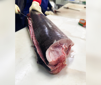 Swordfish Freshness Level Fresh from Your Daily Foods Swordfish Freshness Level Fresh - Your Daily Foods - Sri Lanka