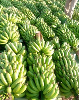 Cavendish Banana from Am star group trading plc Cavendish Banana - Am star group trading plc - Ethiopia