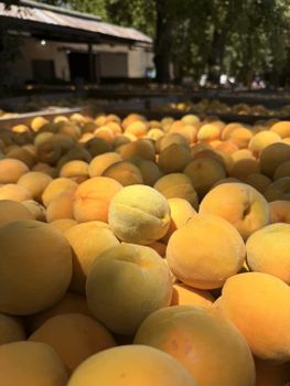 Fresh Sweet Apricots Grade A South Africa Organic Yes Color Fresh Texture Sweet Origin South Africa Custom Packaging Available Yes - NINE FRUITS EXPORTS (PTY) LTD - South Africa