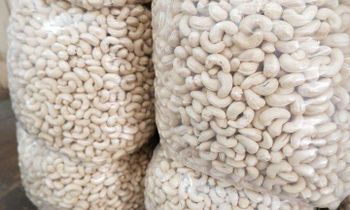Cashew Nuts (W240, W330, W180) Packaging 20KG Form Whole Organic No Degree of Processing Fresh Origin India, Sri Lanka, Thailand