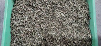 Dried Stevia Leaf Grade FOOD Packaging HDPE Sugar Substitute Yes Max. Moisture (%) 8% Shelf Life 24 MONTHS Place of Origin INDIA - ADEPT IMPEX PVT LTD - India