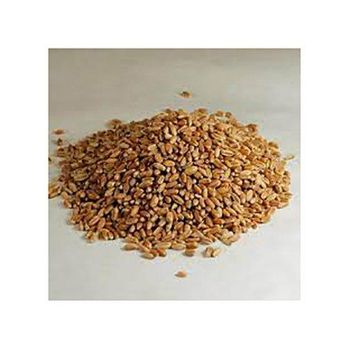 Food Processing Raw Material Hard Wheat Grains Fast Delivery Bulk Sale Hard Wheat Grains Carefully Selected for Wholesale - MASI TRADING GMBH - Germany