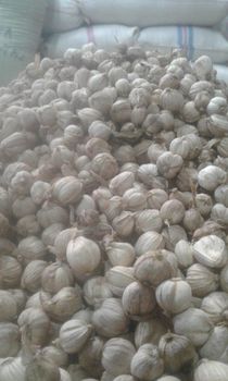 Fresh Dried White Cardamom for export's -  JAC SEEDS & OIL TRADING (PTY) LTD - South Africa